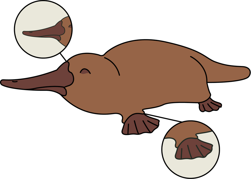 Flat Outlined Platypus' Bill and Foot